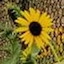 Sunflower Seeds by Najee Dorsey